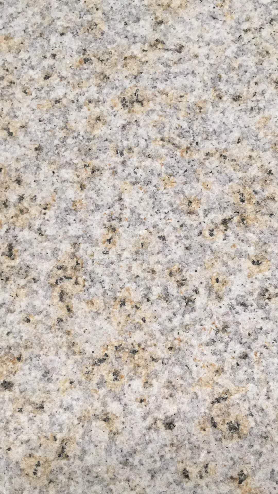 山东黄金麻大花